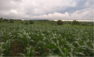 Maize growing in Malawi in 2017