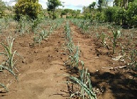 Failing maize crop in Malawi due to drought