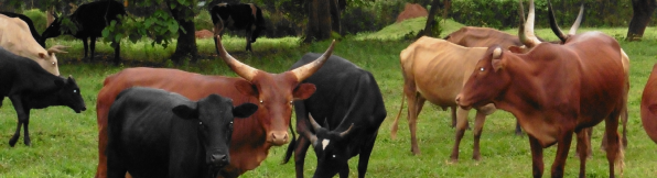 Herd of cattle in Uganda