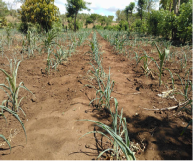 Maize growing in Malawi in 2016
