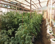 Tomatoes grown in soil fertilised by digestate from Flexigester